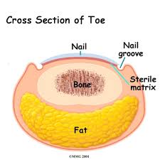 Cross section of toe