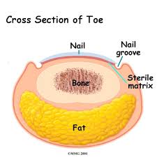 Cross Section of Toe